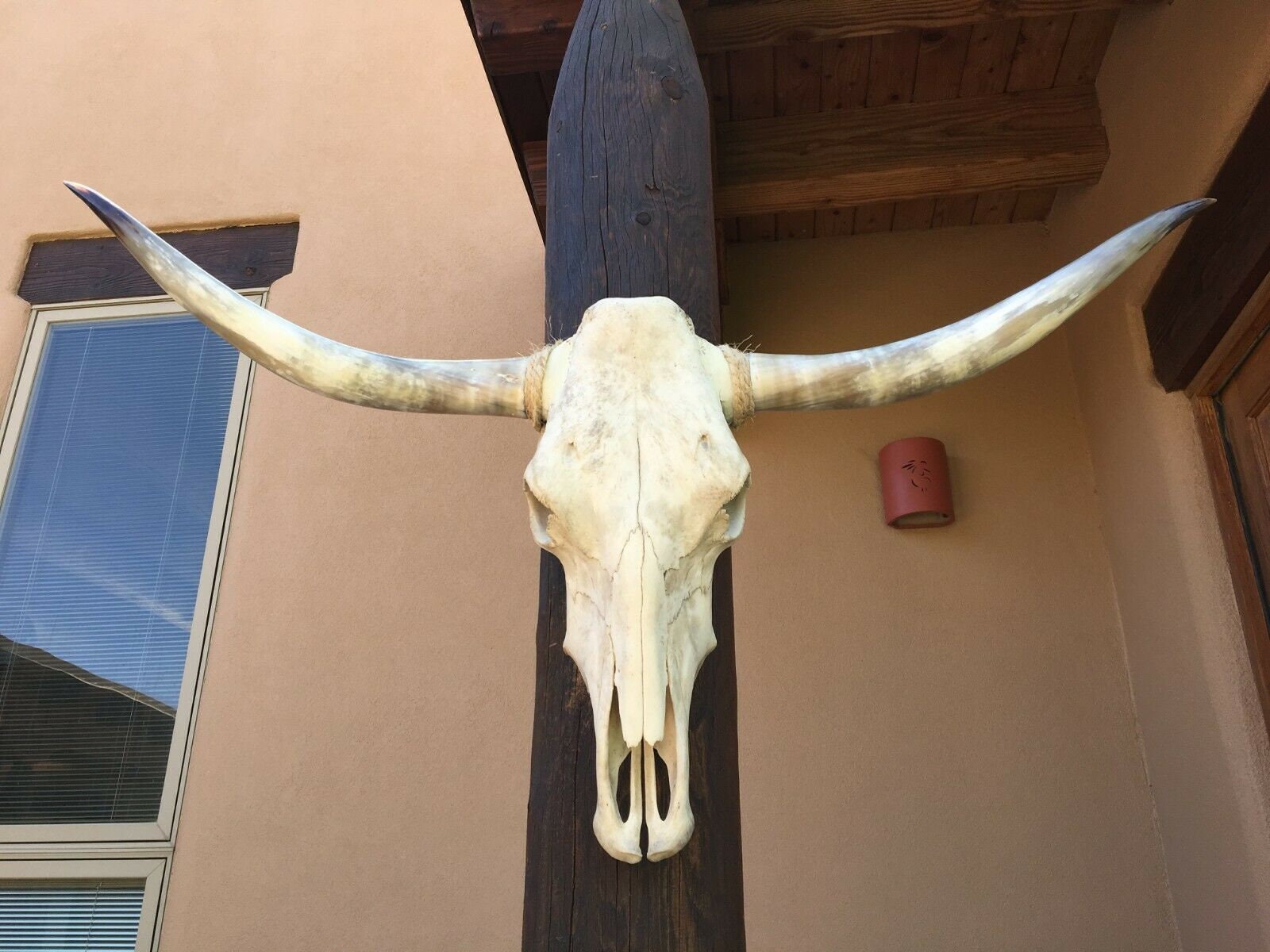 Real Longhorn Steer Skull 4 Foot 2 Inches Wide Polished Bull Etsy