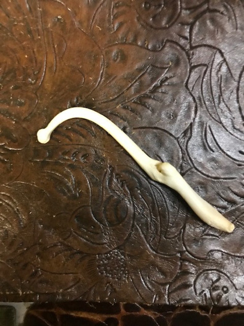 Real Broken and Healed Raccoon Baculum Penile Bone Coon Dick Etsy