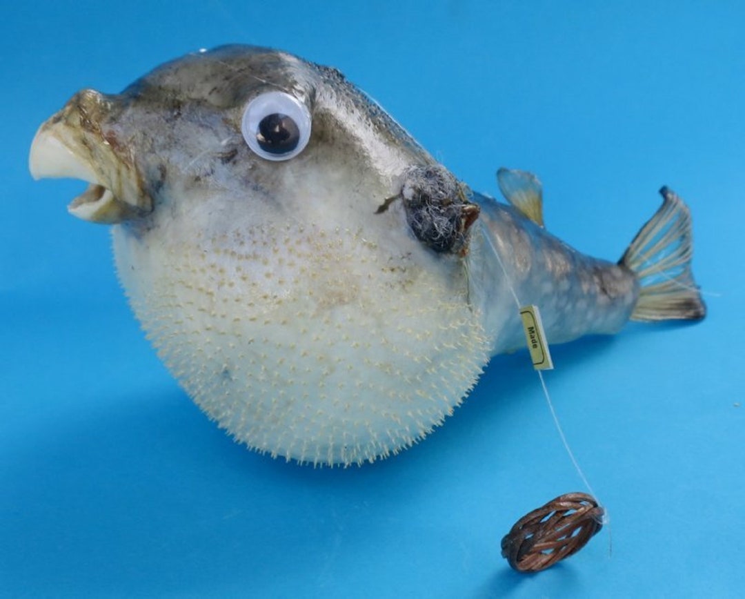 Green blowfish deals