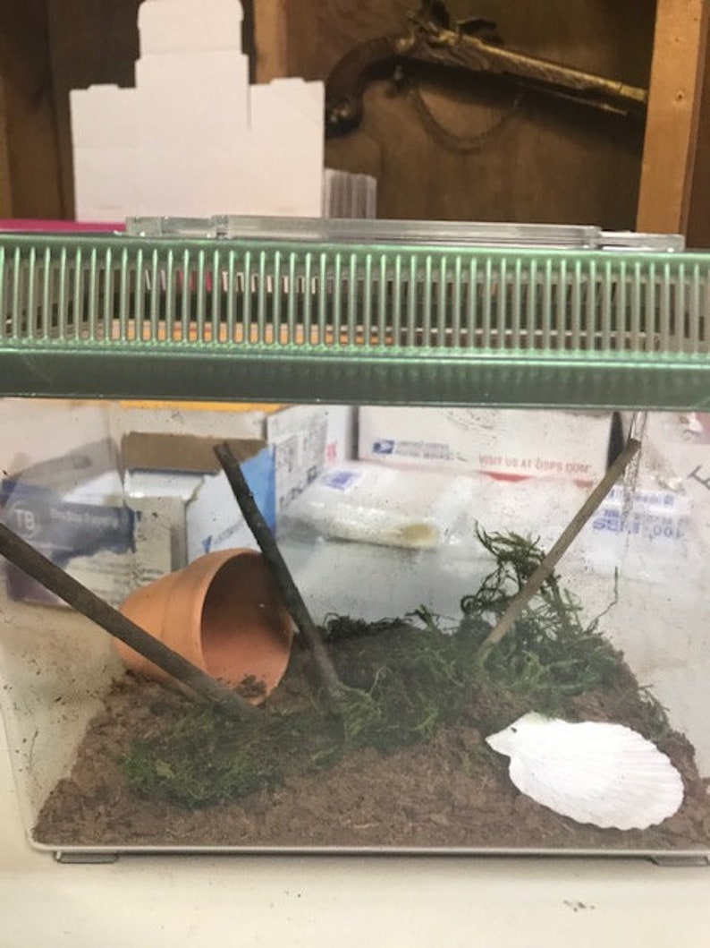 Complete Live Pet Land Snail Habitat Kit Mini 7 1/8 L Etsy