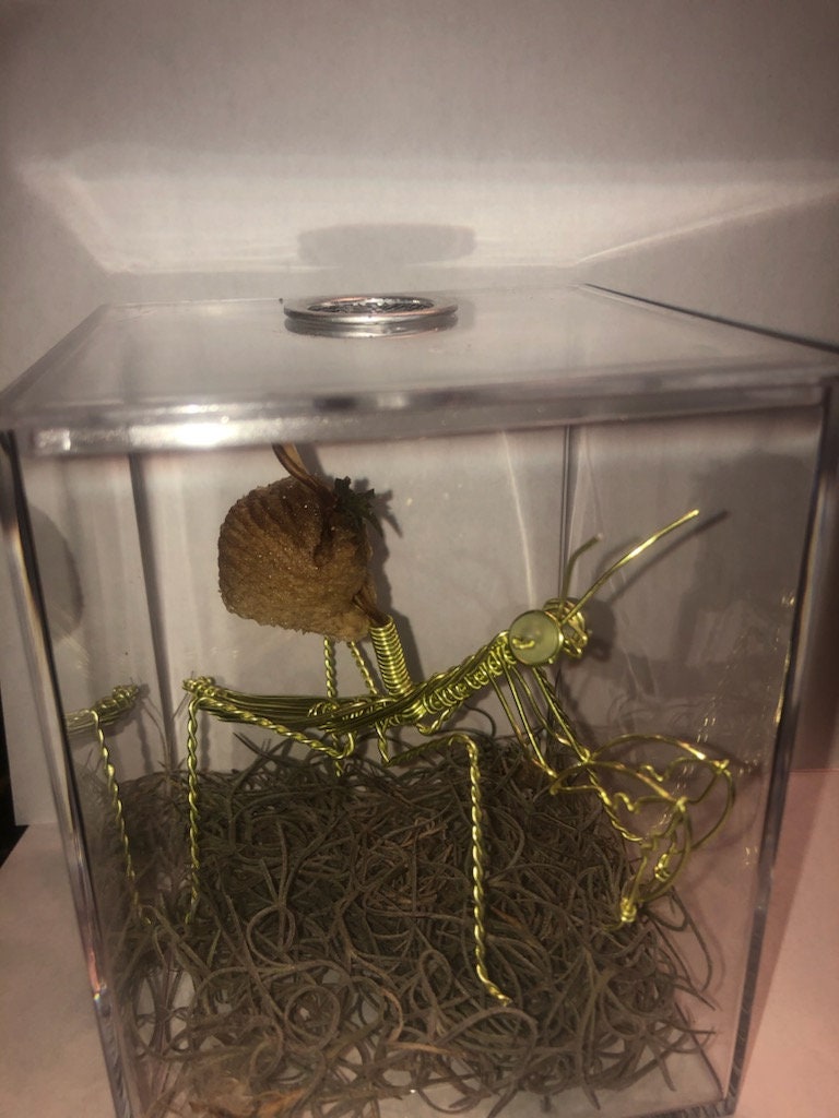 Live Chinese Ootheca Praying Mantis Egg Case Mantid Hatching Etsy