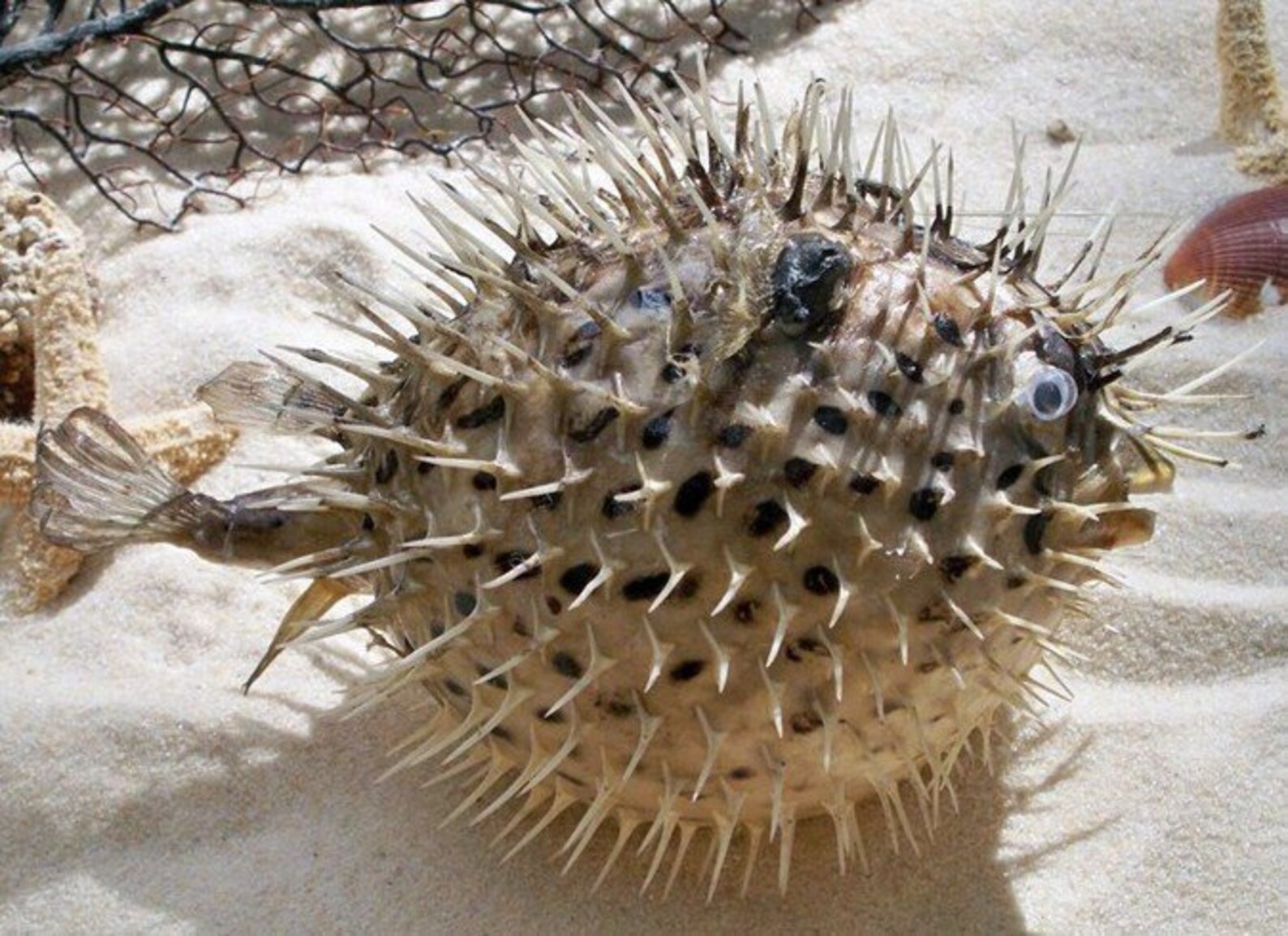 Real Dried Porcupine Blowfish 8 Inches Long With Hanger Etsy