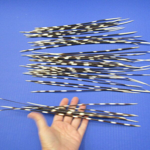 Porcupine Quills Etsy