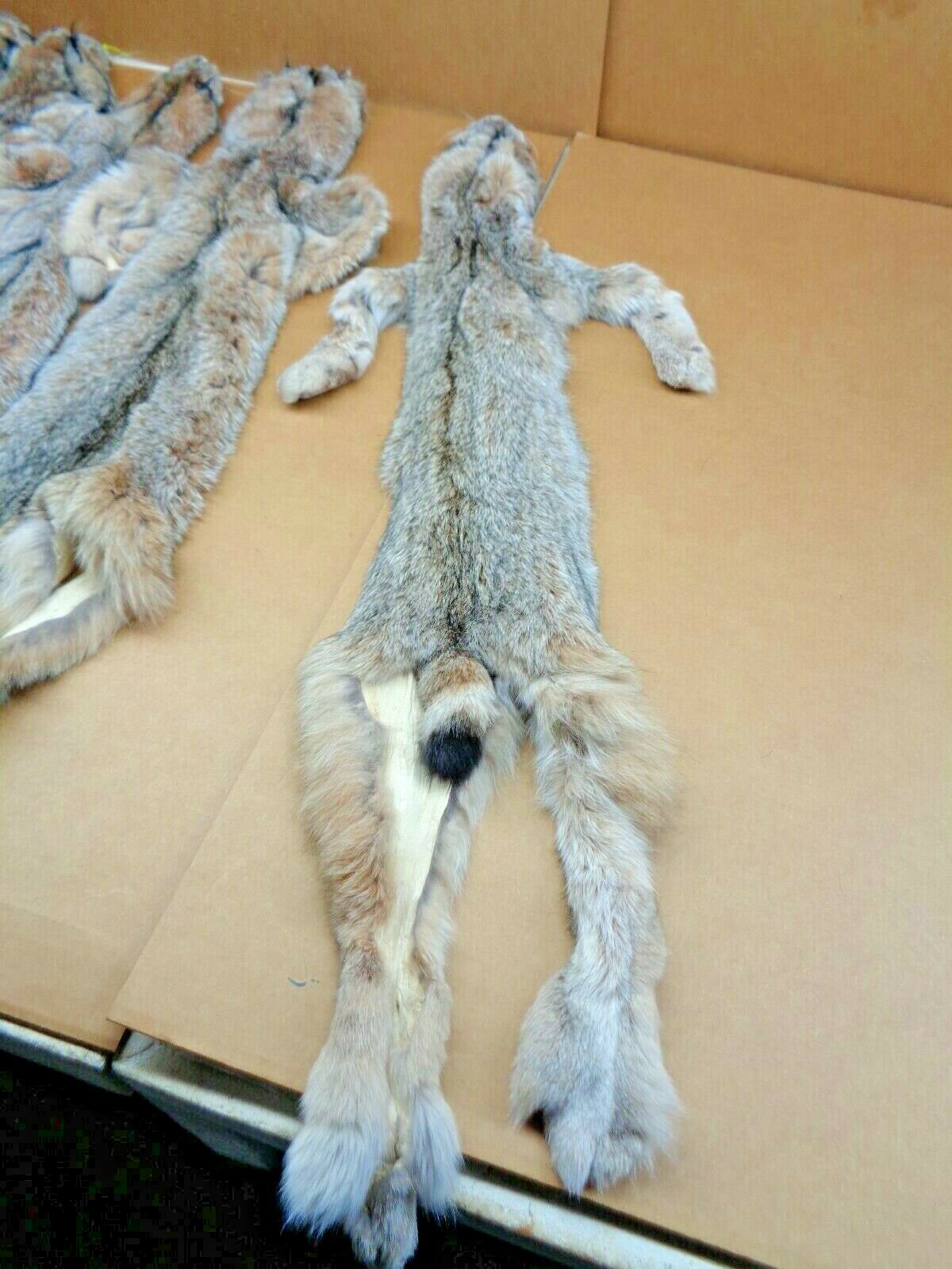 Real XL Tanned Canadian Lynx Pelt Hide Heavy Winter Furred Etsy