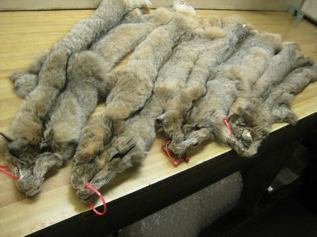 Real Tanned Alaskan Lynx Pelt Hide Heavy Winter Furred Fur 1 Grade Etsy