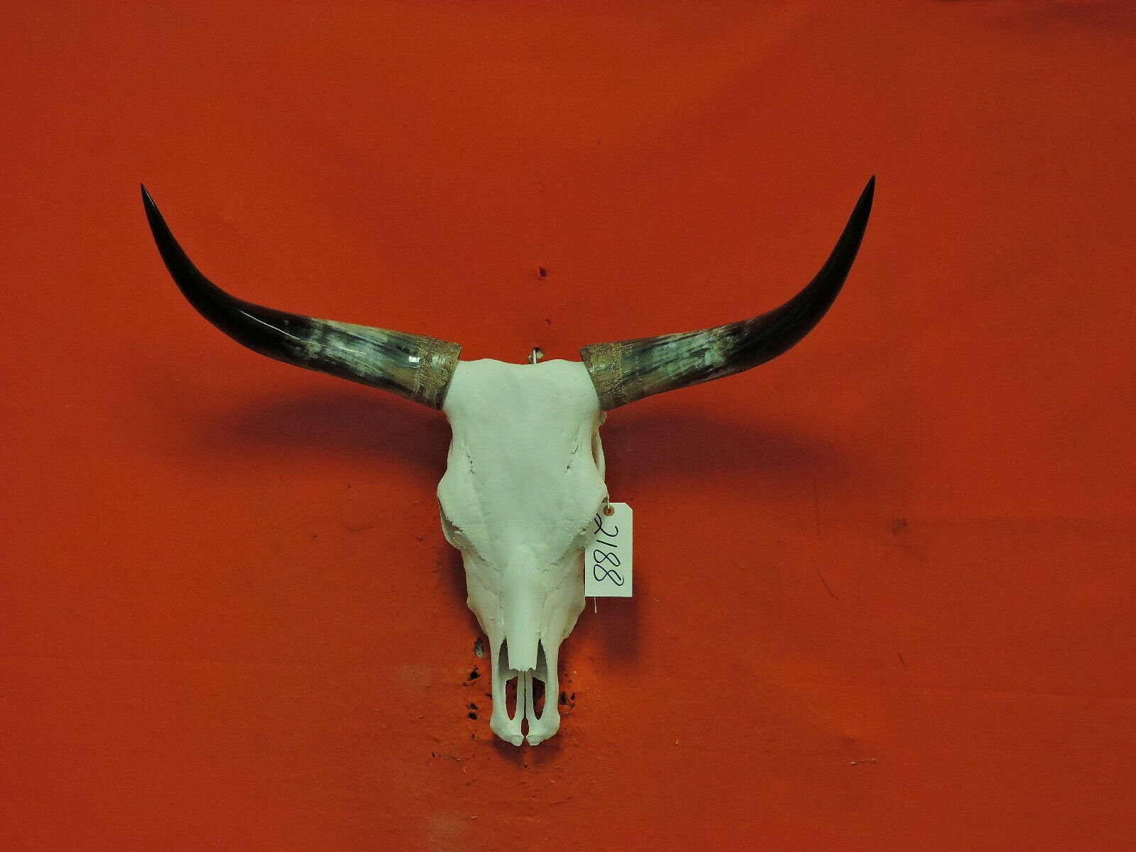 Real Longhorn Steer Skull 2 Foot 5 Inches Wide Polished Bull Etsy