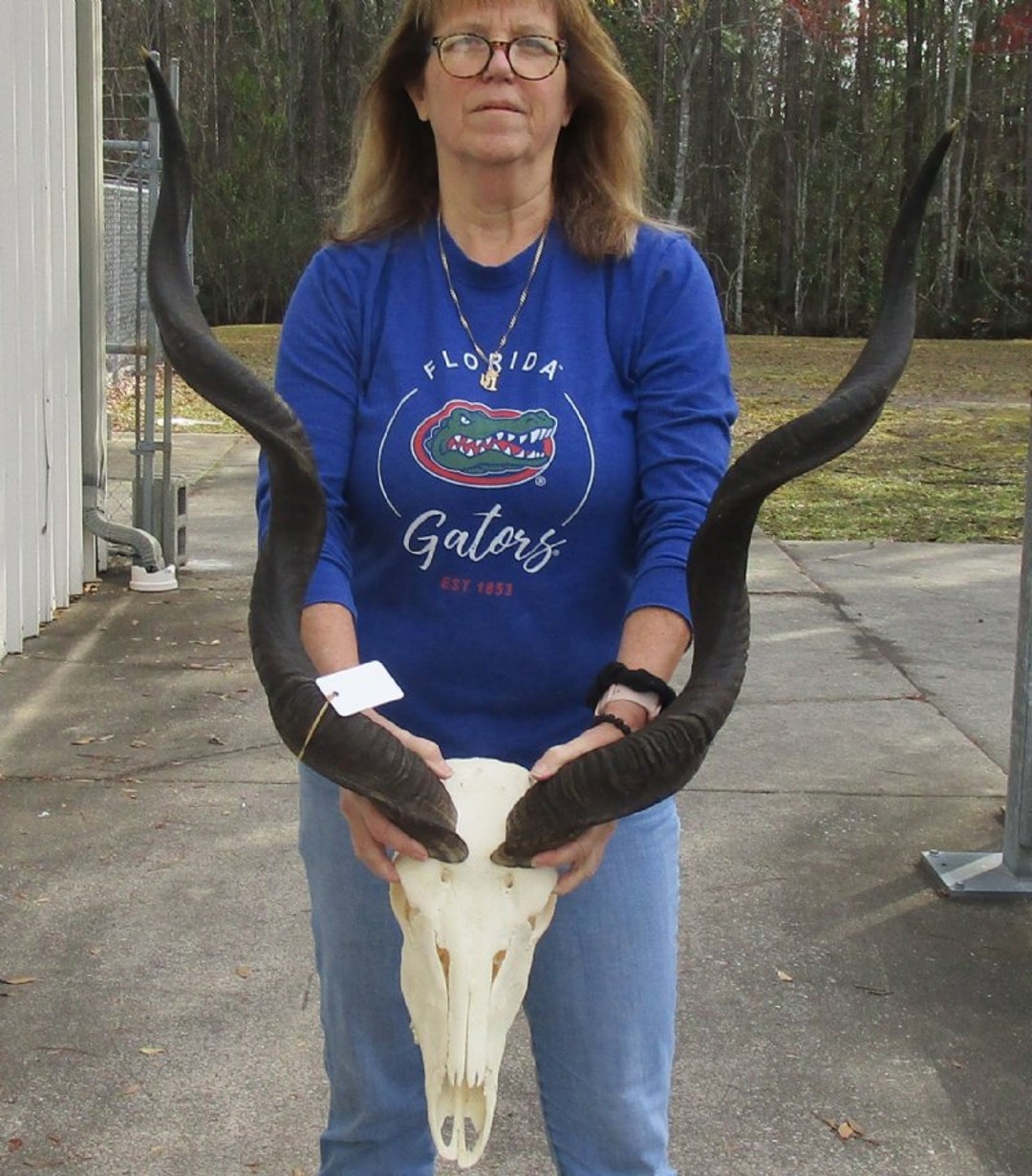 Real African Kudu Horns on Skull Measuring Approximately 3940 Inches