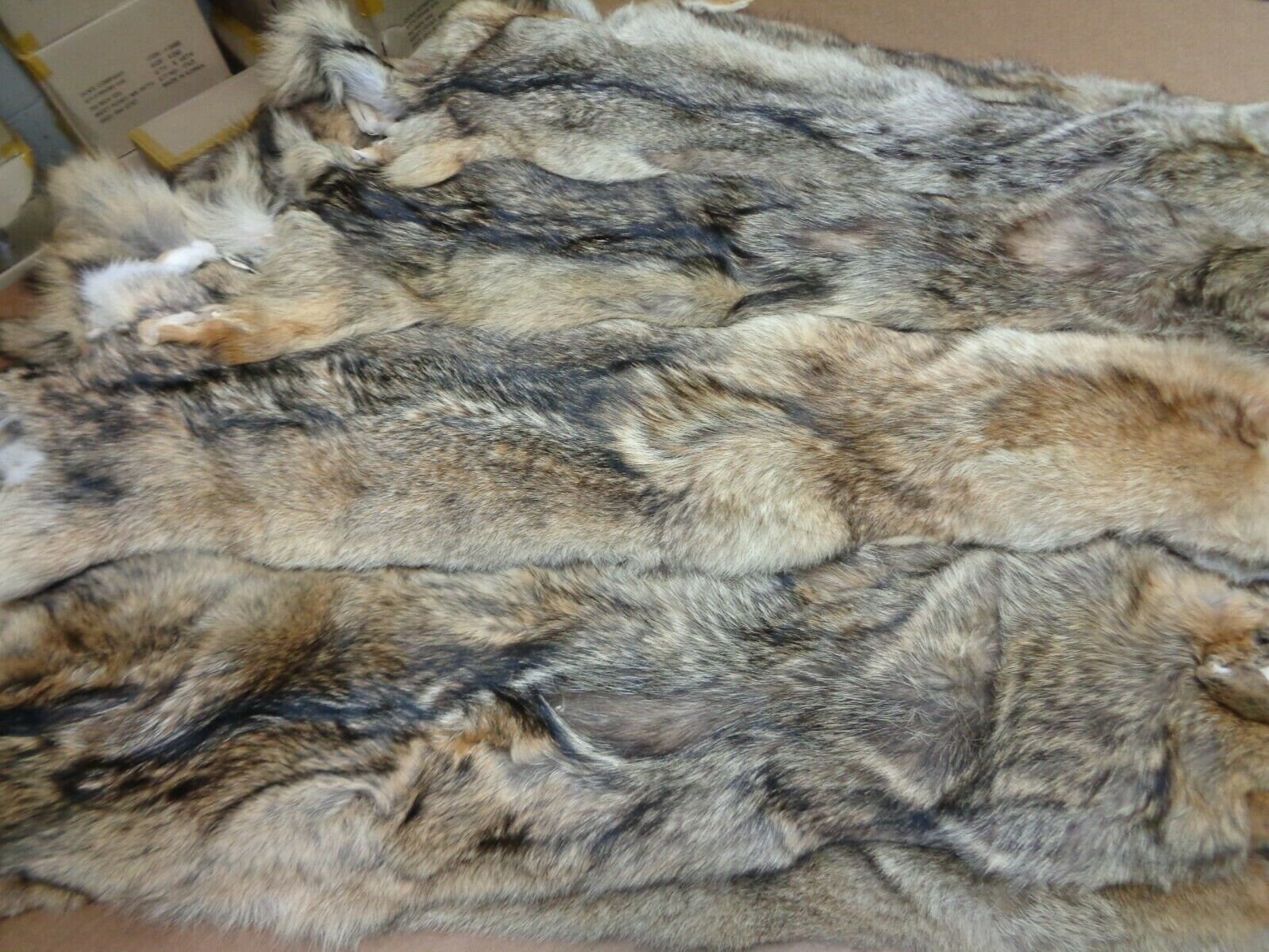 Real Tanned Coyote Hide Fur Pelt Face Tail Semiheavy Coat Etsy