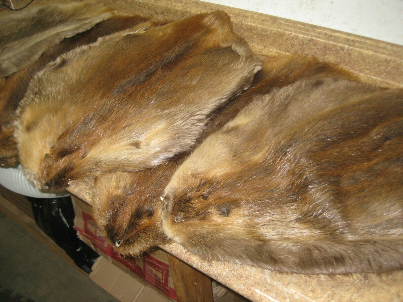 soft tanned Tanned Beaver pelt hide Beaimp40" Details about   1 Imperfect 