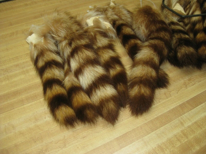 Real Tanned Cinnamon Raccoon Tail 8-11 USA grade 1 - Etsy