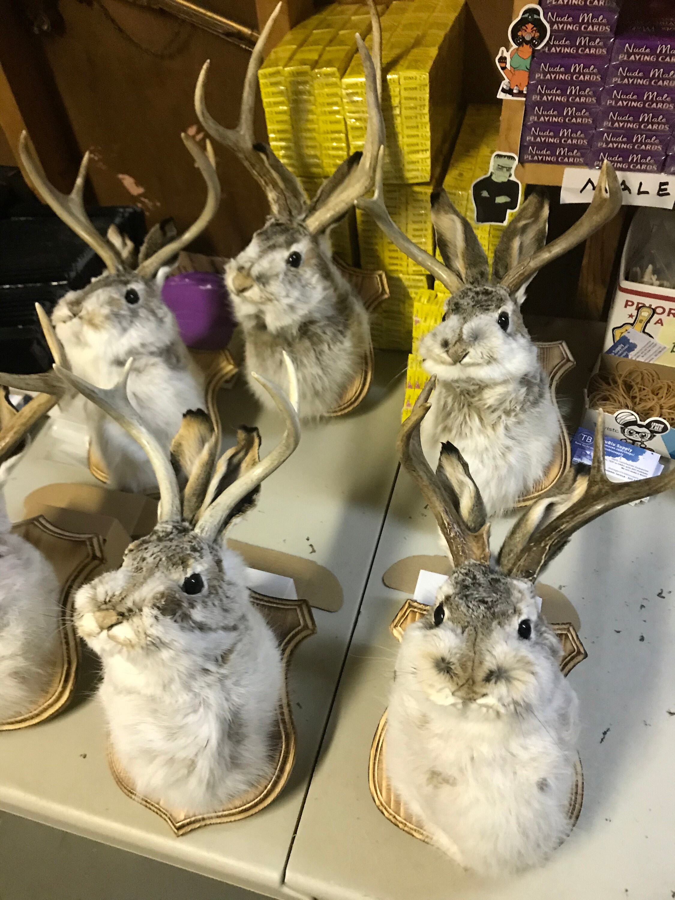 SALE Jackalope Shoulder Head Mount Taxidermy Mounted 4 Etsy