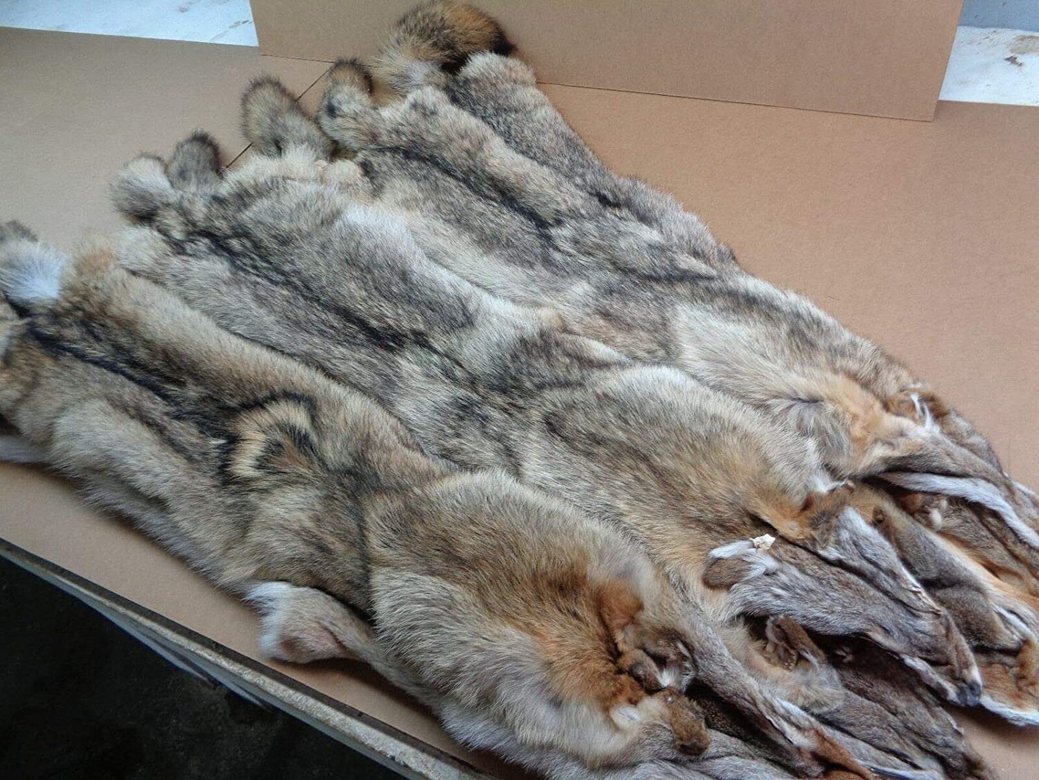 Real Tanned Eastern Coyote Hide Fur Pelt Face Tail Semiheavy Etsy