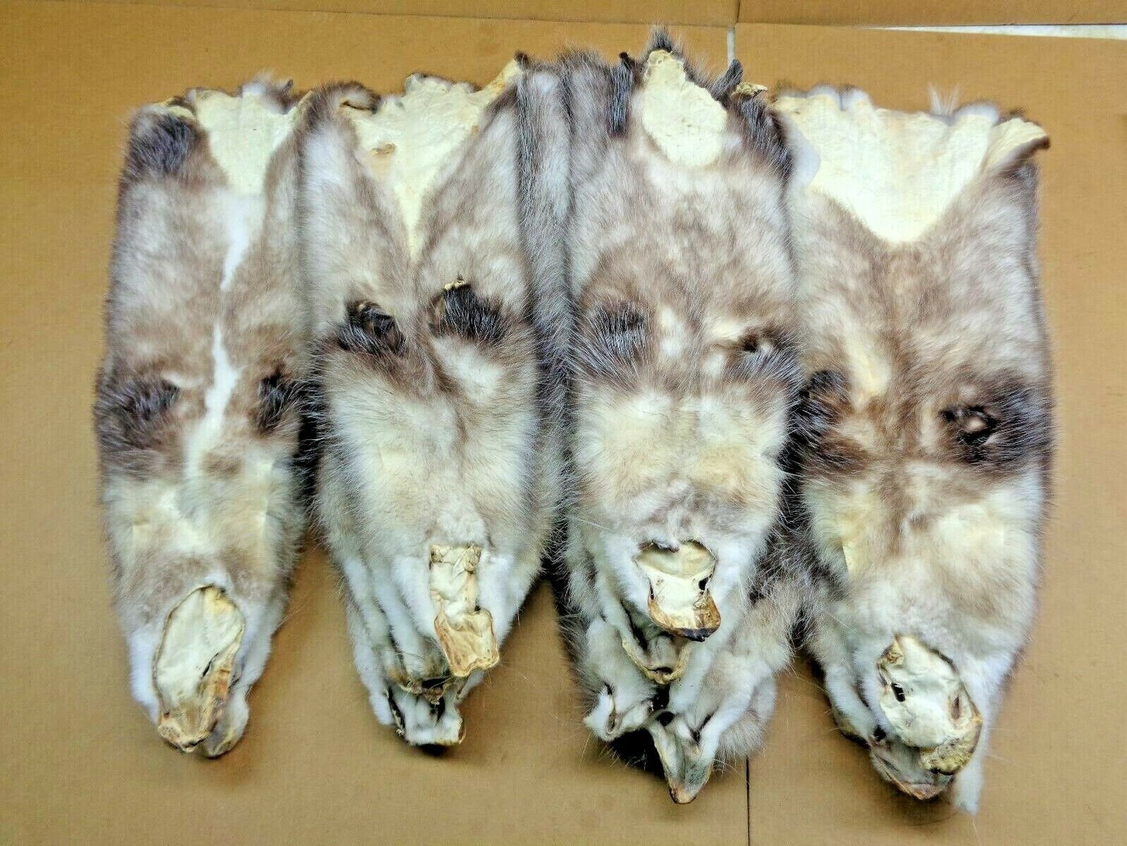 Real Xl Tanned Opossum Hide Fur Pelt Face 24 28 Usa Etsy Italia