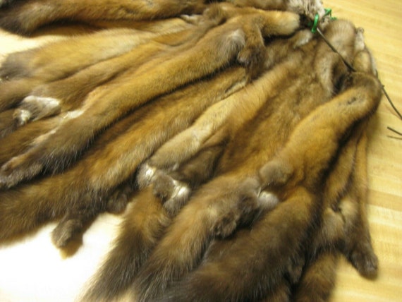 Sable pelt clearance