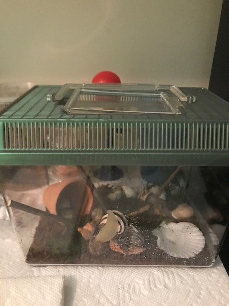 Complete Live Pet Land Snail Habitat Kit Small 9 1/8 Etsy