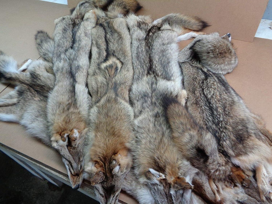 Real Tanned Eastern Coyote Hide Fur Pelt Face Tail Semiheavy Etsy