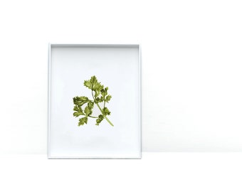 Art Prints for Food Lovers | Cilantro Watercolor Print | Kitchen Wall Art |