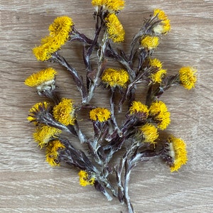 Getrocknete Huflattich Blumen, Gelbe Blumen 65g