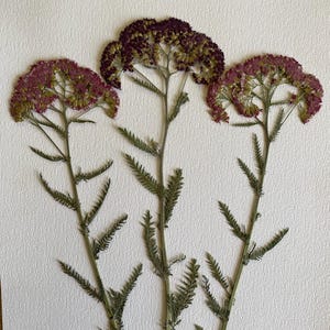 May include: Three dried yarrow flower stems with feathery green leaves and clusters of small, maroon and yellow flowers. The flowers are arranged on a white background, showcasing the natural colours and textures of the dried plants.