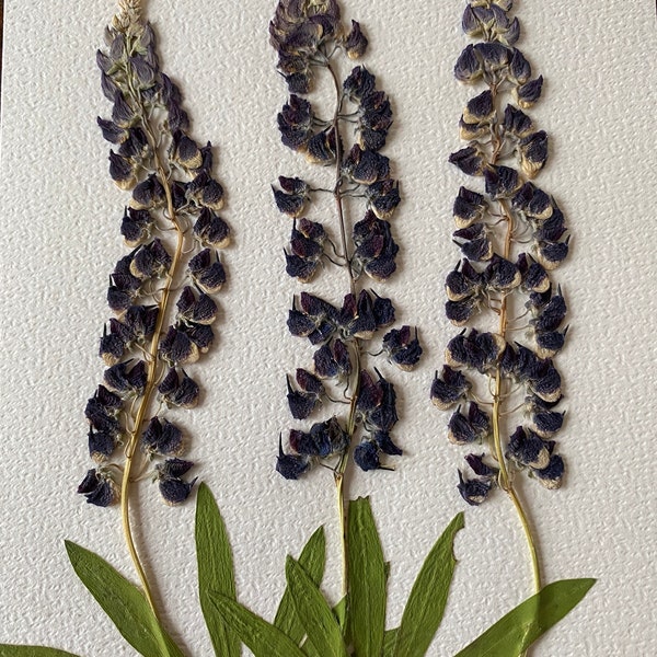 Herbier de fleurs de lupin pressé, art botanique, sans cadre