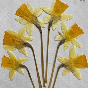 Conjunto de 6 flores de narciso prensadas em hastes.