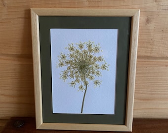 Framed Handmade Pressed Queen Ann’s Lace Flowers Picture Artwork