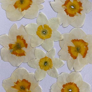 Cabeças de flores de narciso prensadas, 8 unidades, 2026