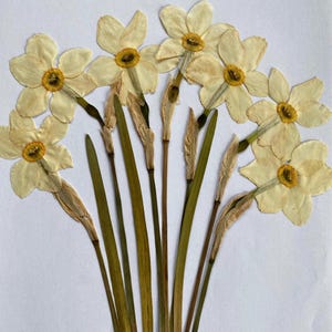 Conjunto de 7 flores de narciso prensadas em hastes, 2025