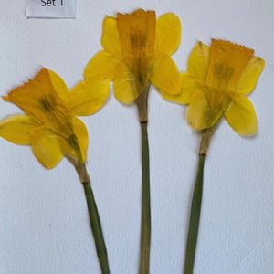 Conjunto de 3 flores de narciso prensadas em hastes.