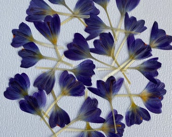 Pressed Crocus Flowers 15 pcs