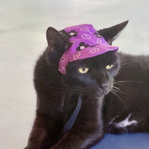 Könnte beinhalten: Eine schwarze Katze trägt einen lila und weißen Blumenhut mit einem schwarzen Band. Die Katze schaut mit einem ernsten Ausdruck in die Kamera.