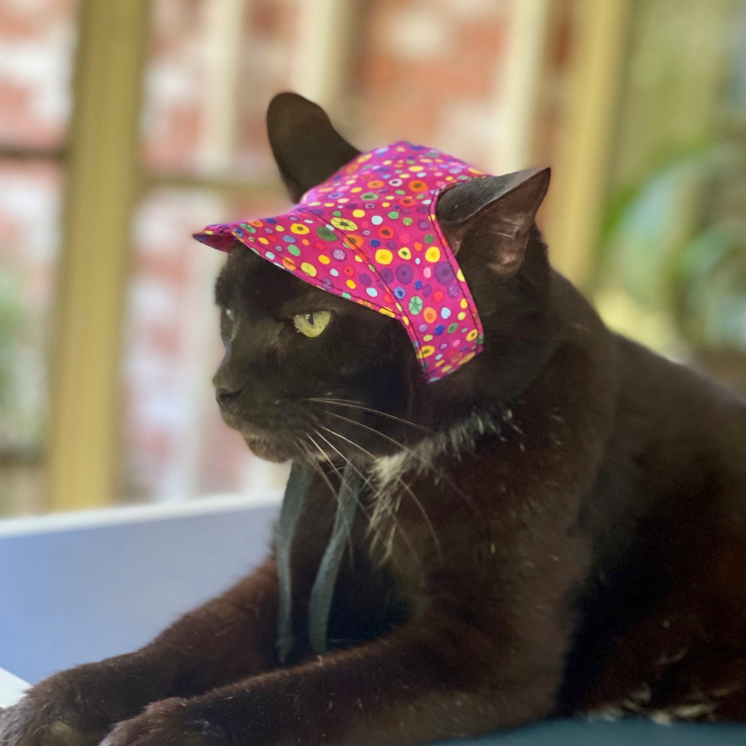 Cat Hat Pink Candy Spots Cap With Brim 