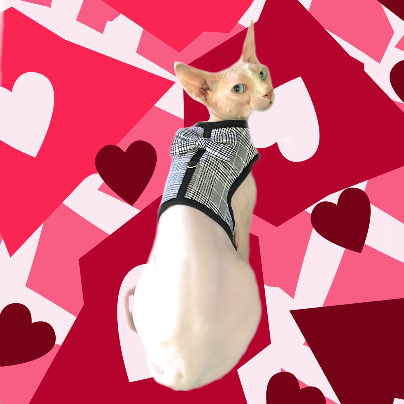 sphynx cat harness