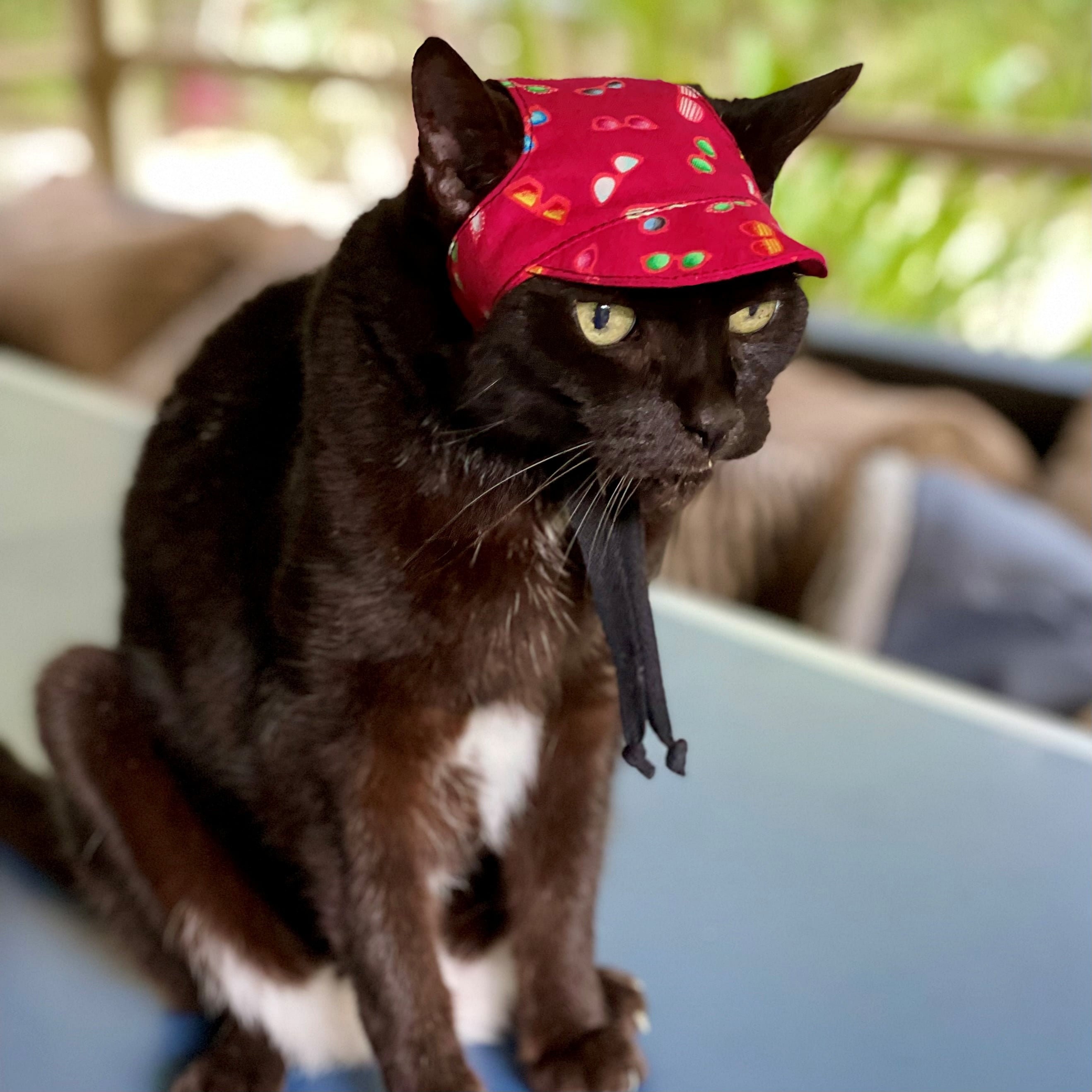 Sombrero de gato Gafas de sol rojas Estampado Gorra con ala
