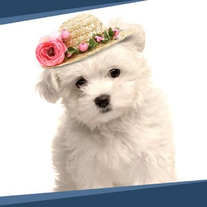 May include: A fluffy white puppy wearing a miniature straw hat adorned with pink roses and small pink buds. The puppy has dark eyes and a black nose, set against a clean white background. The hat adds a touch of whimsy to the pet's appearance.