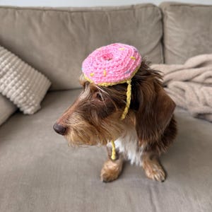 Könnte beinhalten: Ein gehäkelter Donut-Hut für Hunde, bestehend aus einem leuchtend rosa Ring mit gelben, blauen und weißen Garnstreuseln. Der Hut hat eine gelbe gehäkelte Basis und dünne gelbe Kinnriemen und sitzt auf dem Kopf eines braunen Rauhaardackels.