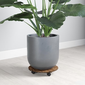 May include: A large gray planter with a green leafy plant sits on a wooden rolling plant stand with black wheels.