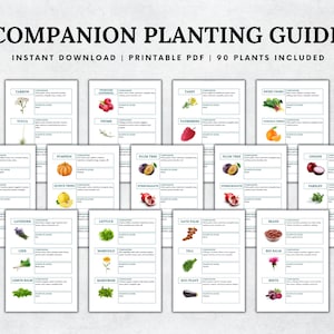 May include: A printable companion planting guide with 90 plants included. The guide features a grid of cards with illustrations of various plants, including yarrow, yucca, raspberries, thyme, tansy, Swiss chard, sunflower, peas, pumpkin, plum tree, pomegranate, onions, parsley, lavender, lettuce, date palm, beans, carrots, cauliflower, celery, leek, lemon balm, marjoram, eggplant, dill, bee balm, beets, and more.