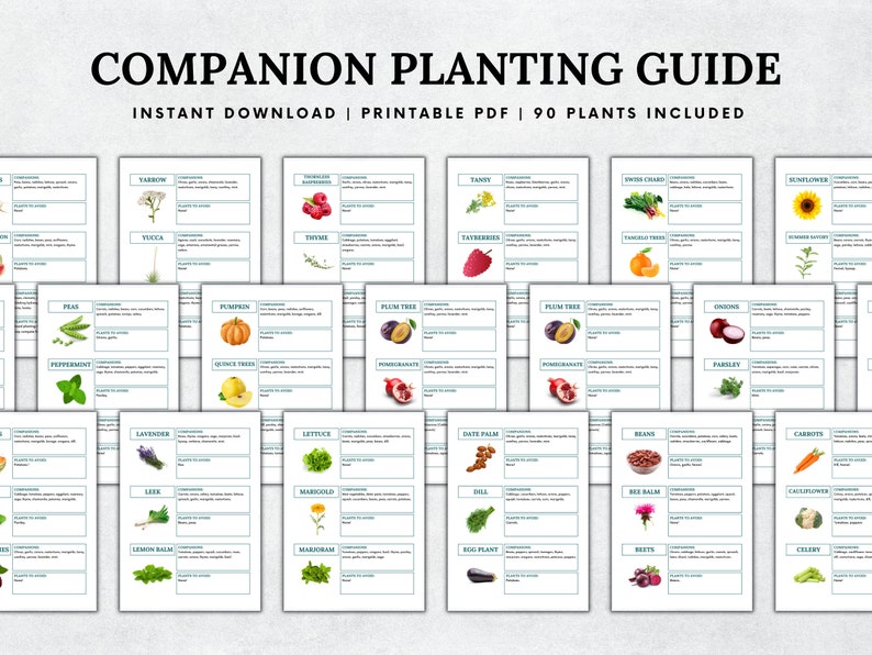 May include: A printable companion planting guide with 90 plants included. The guide features a grid of cards with illustrations of various plants, including yarrow, yucca, raspberries, thyme, tansy, Swiss chard, sunflower, peas, pumpkin, plum tree, pomegranate, onions, parsley, lavender, lettuce, date palm, beans, carrots, cauliflower, celery, leek, lemon balm, marjoram, eggplant, dill, bee balm, beets, and more.