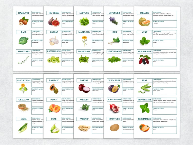 May include: A chart with illustrations of various fruits, vegetables, and herbs, along with their companion and avoid plants. The chart is divided into sections with each section featuring a different plant. The chart is on a white background with green borders.
