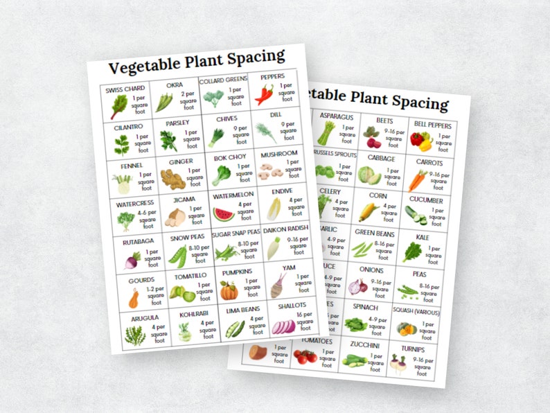 K&ouml;nnte beinhalten: Eine bunte Tabelle mit Illustrationen verschiedener Gem&uuml;sesorten und deren empfohlenen Abst&auml;nden in Quadratfu&szlig;. Die Tabelle tr&auml;gt den Titel "Vegetable Plant Spacing".