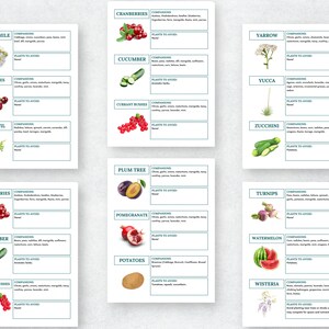 May include: A chart with illustrations of various plants and their companion and avoid plants. The chart is divided into two columns with the plant name at the top of each card. The plants are illustrated with watercolor-style drawings. The chart includes plants such as chamomile, cherries, chervil, cranberries, cucumber, currant bushes, plum tree, pomegranate, potatoes, yarrow, yucca, zucchini, turnips, watermelon, and wisteria.
