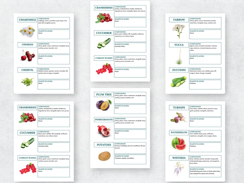 May include: A chart with illustrations of various plants and their companion and avoid plants. The chart is divided into two columns with the plant name at the top of each card. The plants are illustrated with watercolor-style drawings. The chart includes plants such as chamomile, cherries, chervil, cranberries, cucumber, currant bushes, plum tree, pomegranate, potatoes, yarrow, yucca, zucchini, turnips, watermelon, and wisteria.