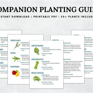 May include: A printable companion planting guide with illustrations of various vegetables and herbs. The guide includes information on companion plants and plants to avoid for each vegetable. The guide is titled "Companion Planting Guide" and "Instant Download | Printable PDF | 30+ Plants Included".