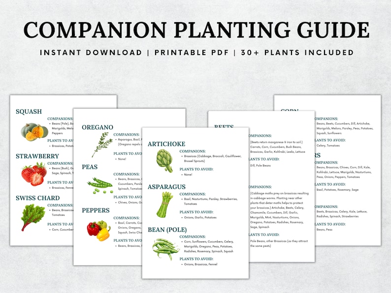 May include: A printable companion planting guide with illustrations of various vegetables and herbs. The guide includes information on companion plants and plants to avoid for each vegetable. The guide is titled "Companion Planting Guide" and "Instant Download | Printable PDF | 30+ Plants Included".