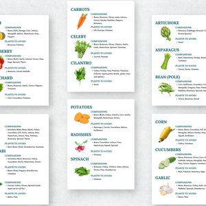 May include: A colorful chart with illustrations of various vegetables and herbs, listing companion and avoid plants for each.  The chart includes carrots, celery, cilantro, squash, strawberry, swiss chard, kale, kohlrabi, leeks, potatoes, radishes, spinach, artichoke, asparagus, bean (pole), corn, cucumbers, and garlic.