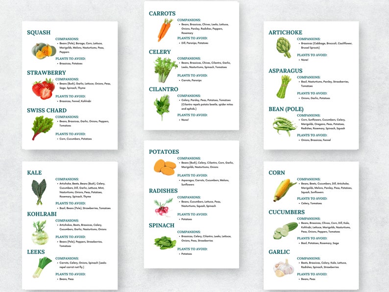 May include: A colorful chart with illustrations of various vegetables and herbs, listing companion and avoid plants for each.  The chart includes carrots, celery, cilantro, squash, strawberry, swiss chard, kale, kohlrabi, leeks, potatoes, radishes, spinach, artichoke, asparagus, bean (pole), corn, cucumbers, and garlic.