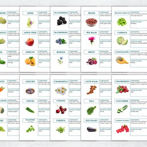 May include: A chart with illustrations of various fruits, vegetables, and herbs, along with their names and companion and avoid plants. The chart is divided into squares with a green border.