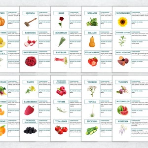 May include: A chart with illustrations of various plants and flowers, including pumpkins, sunflowers, roses, and strawberries. Each plant is labeled with its name and has a section for companion plants and plants to avoid.