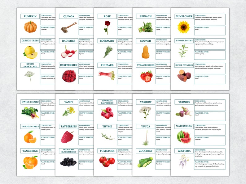 May include: A chart with illustrations of various plants and flowers, including pumpkins, sunflowers, roses, and strawberries. Each plant is labeled with its name and has a section for companion plants and plants to avoid.